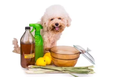 3 Natural Flea Control to Protect Your Dog from Summer Pests