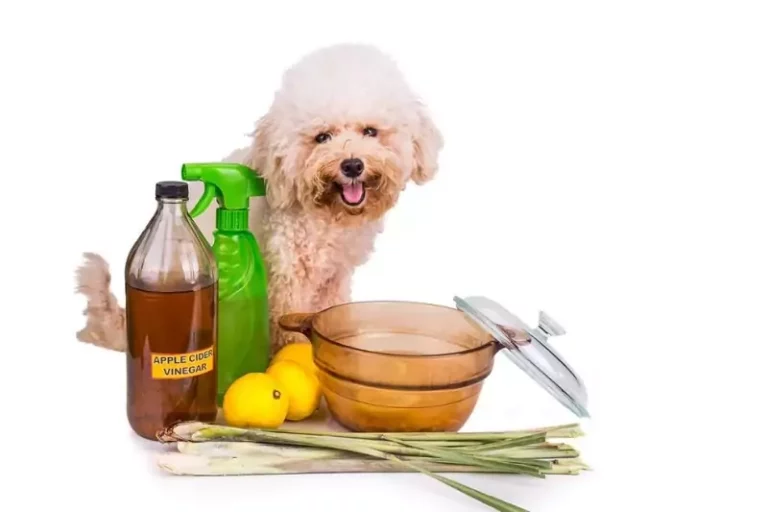 3 Natural Flea Control to Protect Your Dog from Summer Pests