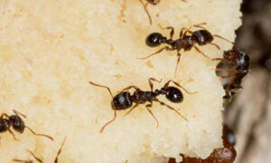 Ants and Organic Pest Control