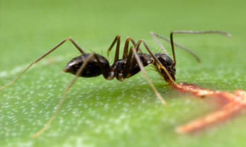 Ants and Organic Pest Control