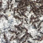 pavement ants