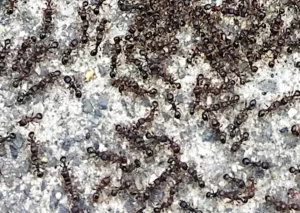 pavement ants