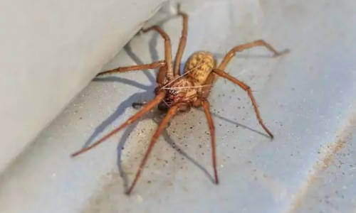 hobo spider