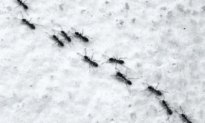 Ant and Organic Pest Control, Beaverton Organic Pest Control