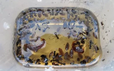 non toxic pest control