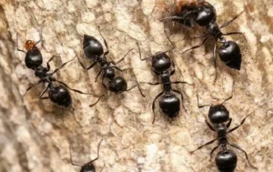 acrobat ants