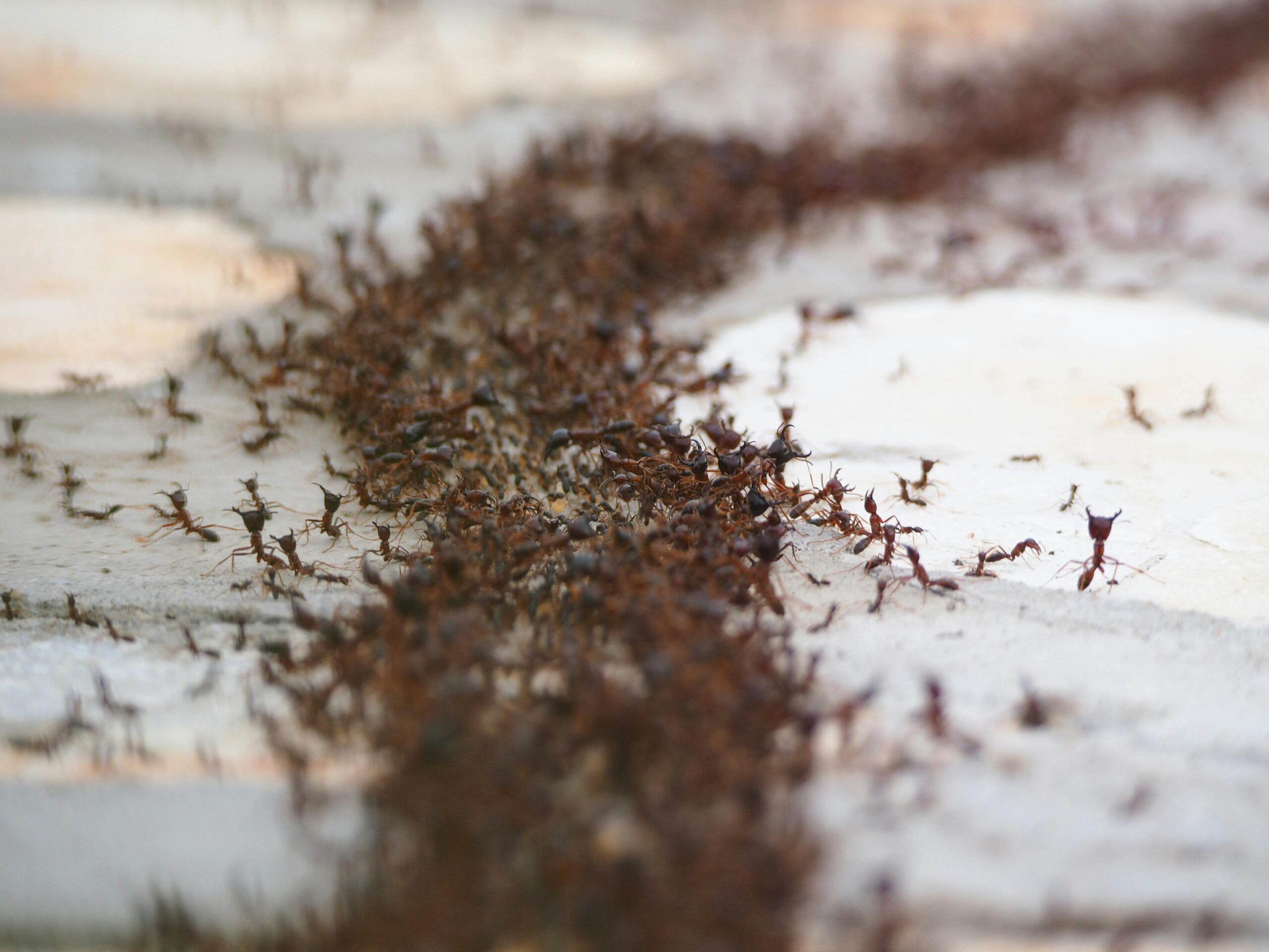 Close-up of a red ant colony, common in Portland pest control cases