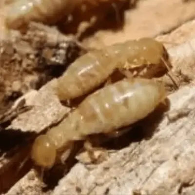 Subterranean Termites