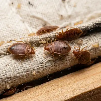 bed bugs pest control