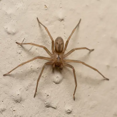 brown recluse spider
