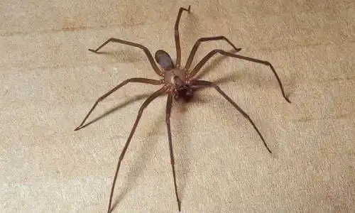 brown recluse spider