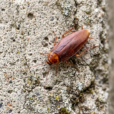 cockroach