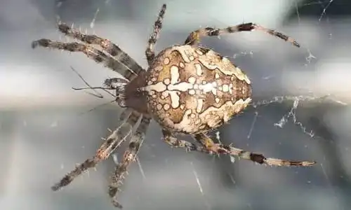 orb weaver