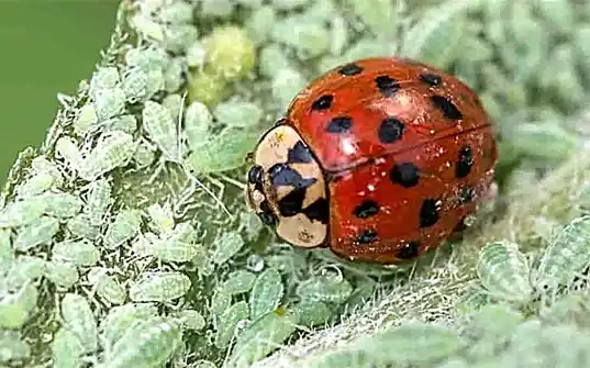 predatory lady beetle pest control
