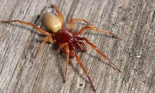 red louse spider