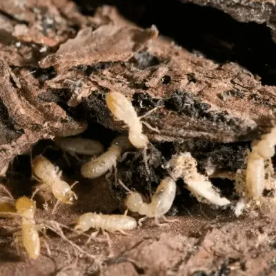 termites organic pest control