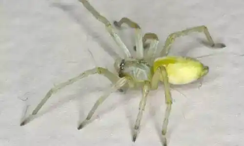 yellow sac spider